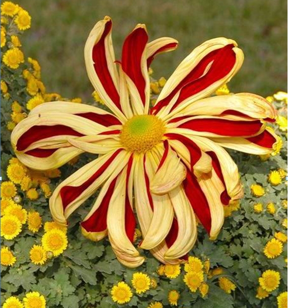 帅旗:单瓣宽带型,瓣宽可达7cm,花瓣最多可达26瓣.