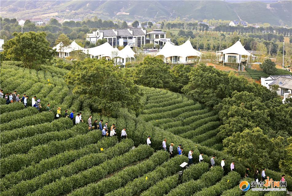 溪龙帐篷客:秋色入怀茶园景--安吉新闻网