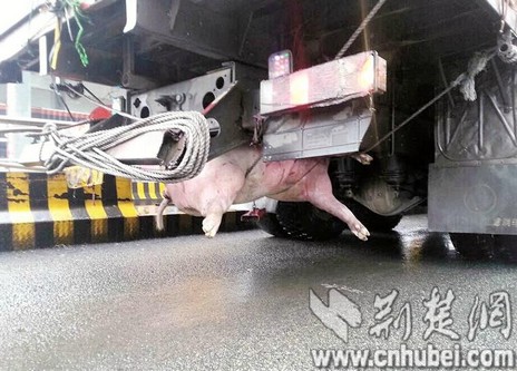 货车行驶路上捡到大肥猪