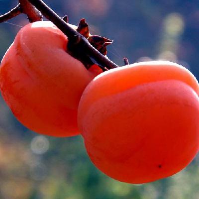 雾霾天吃柿子清热止咳 吃柿子的6个注意事项