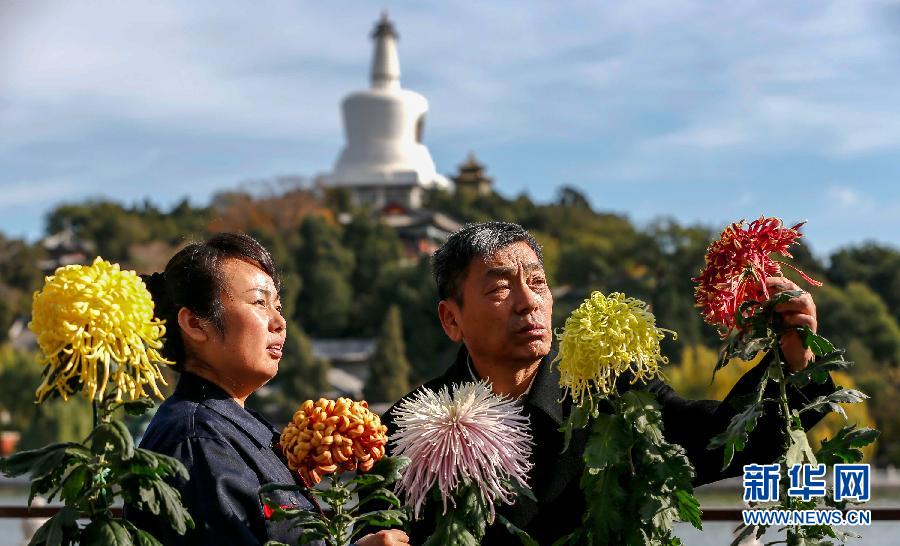 菊花泰斗北海公园收徒