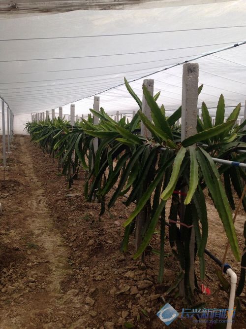 大棚温暖如春火龙果长得欢(图)-2