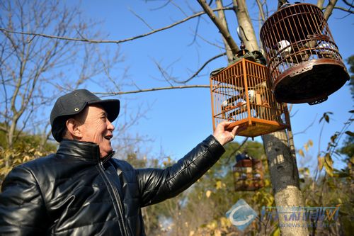 八旬老人遛鸟怡然自得图