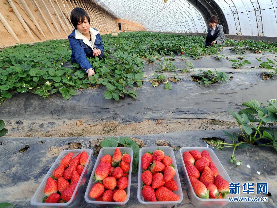 永清:温室草莓采摘热