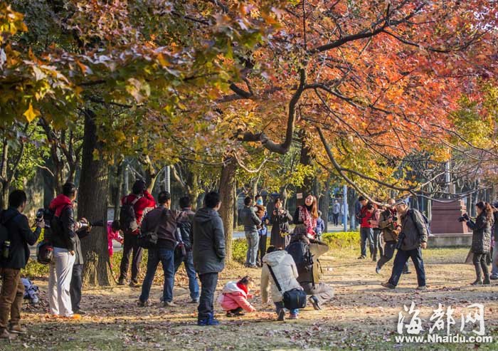 福州大学枫叶飘红