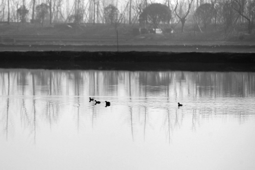 ���ˮ��Ѽ��֪ 