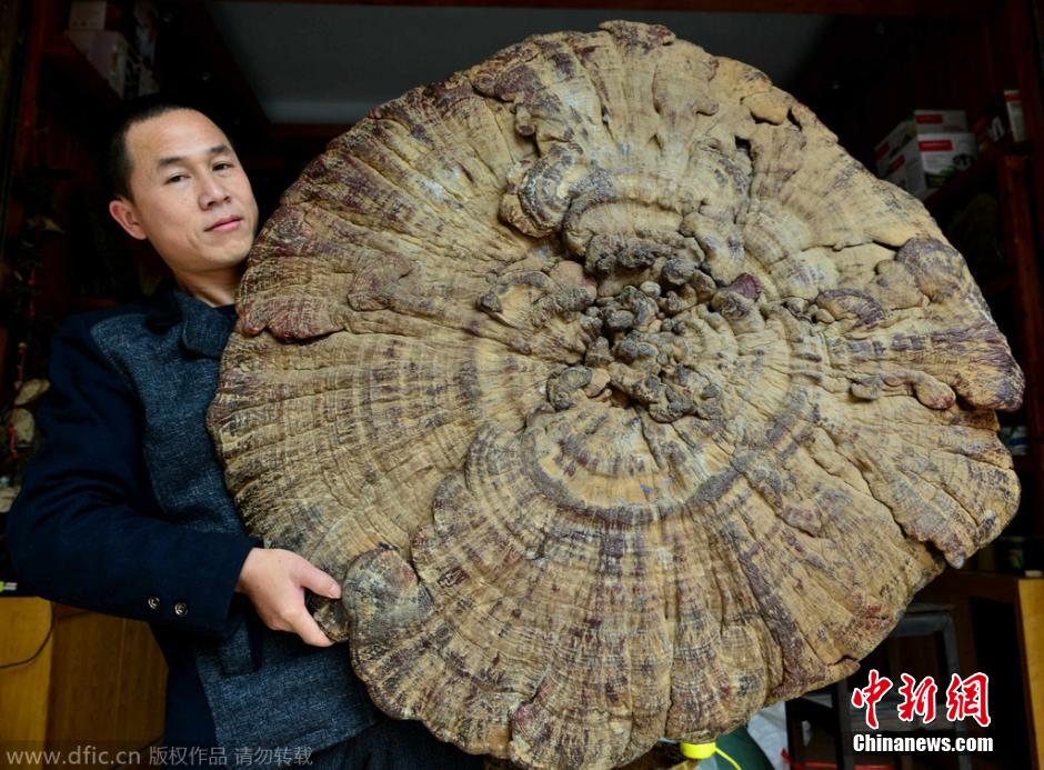 广西贺州现巨型野生灵芝
