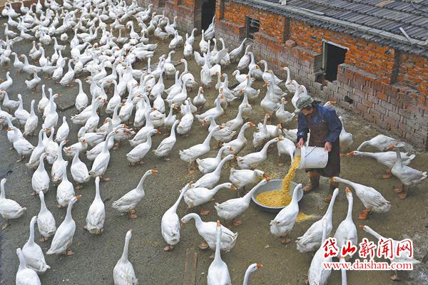 鹅倌毛坤存和他的白鹅养殖场--岱山新闻网
