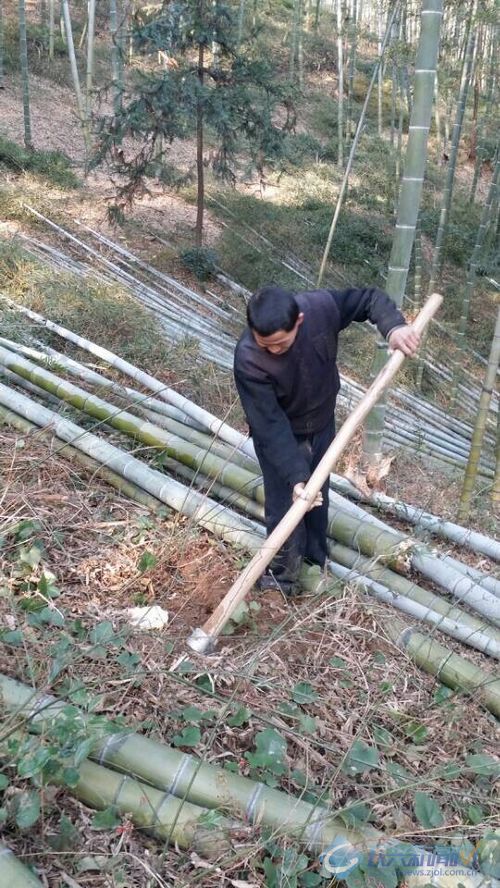 深冬农民伐竹忙(图)