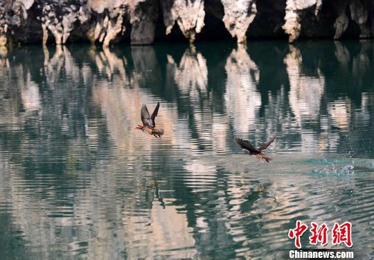张家界大峡谷现鸳鸯戏水
