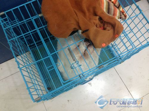 春节来临宠物托管生意火爆(图)-2