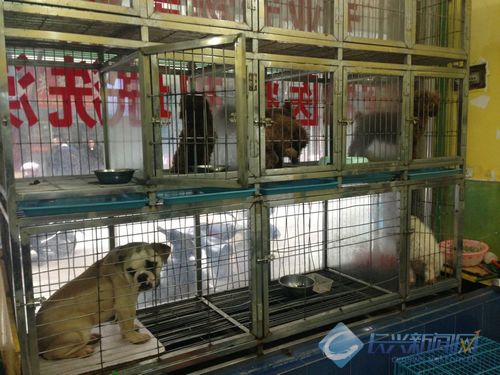 春节来临宠物托管生意火爆(图)-2