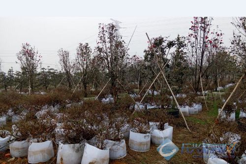 容器栽培提高花木种植技术(图)-2