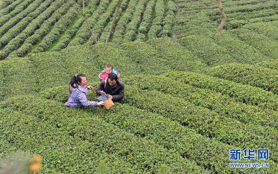 湖北恩施富硒早春茶开采