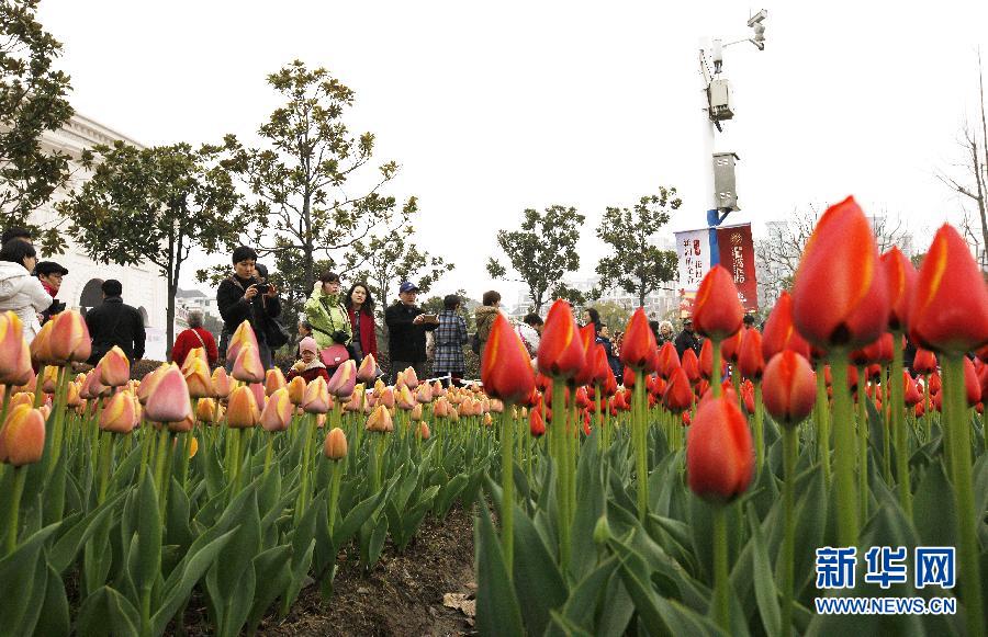 郁金香迎春 花博会斗艳