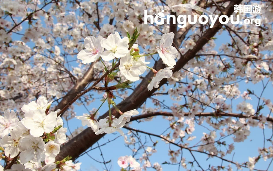 韩国济州岛上的三月樱花开正艳-济州岛