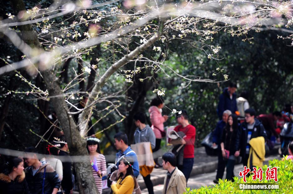 武大樱花初开