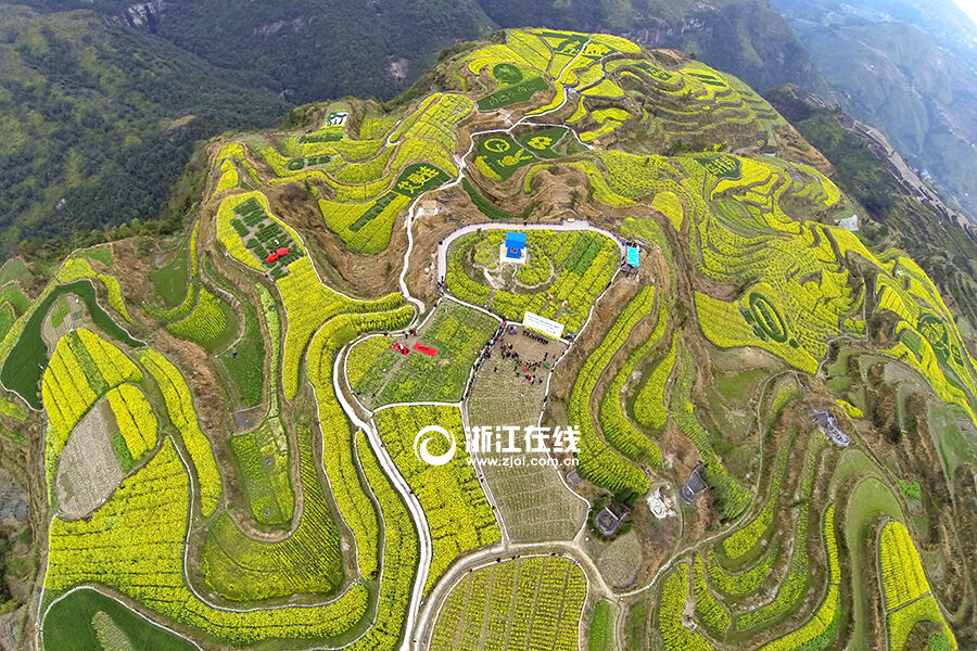 青田小舟山创意油菜花 图案好任性