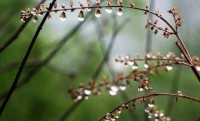 泪飞洒作清明雨