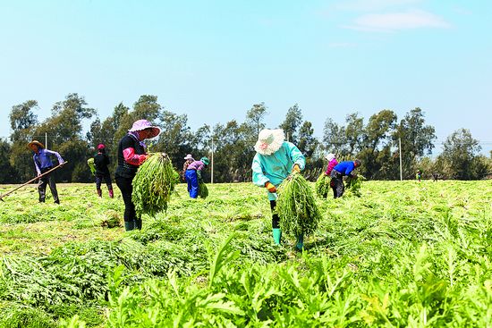 芥菜成熟忙收割