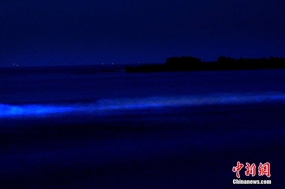 青岛现迷人夜光藻蓝色带