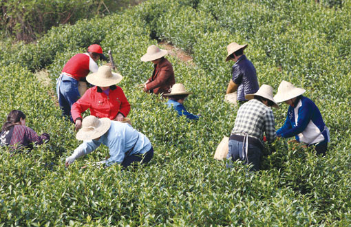 天气太任性影响茶叶采摘和生长