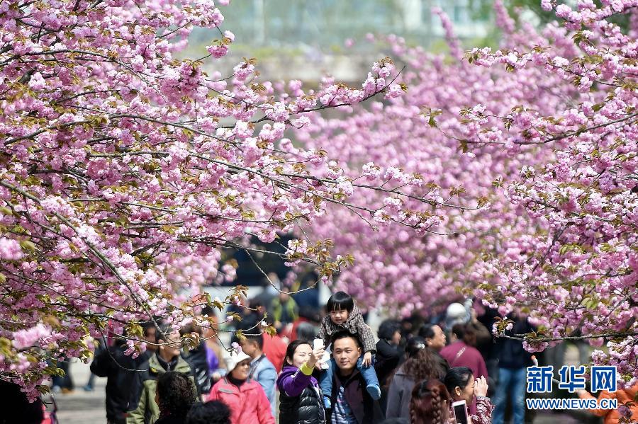 大学校园樱花美