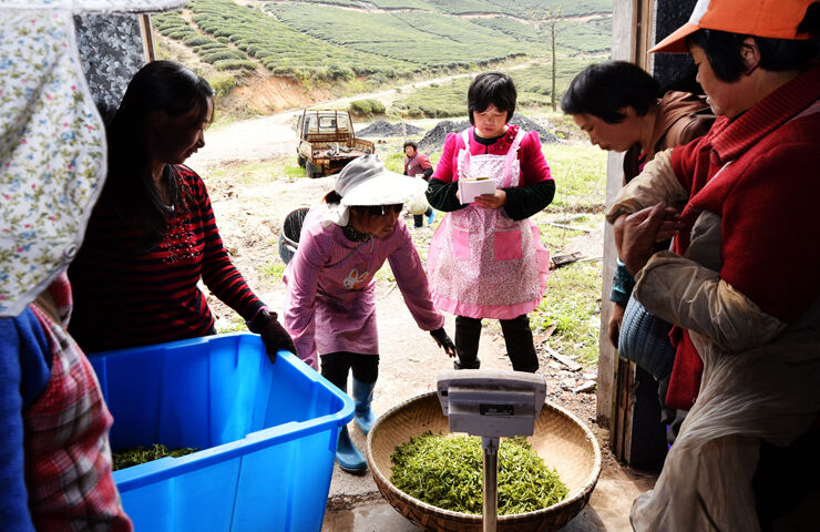 【基层故事】探访高山茶园:东白春芽飘香入鼻