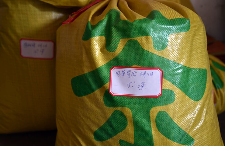 【基层故事】探访高山茶园:东白春芽飘香入鼻