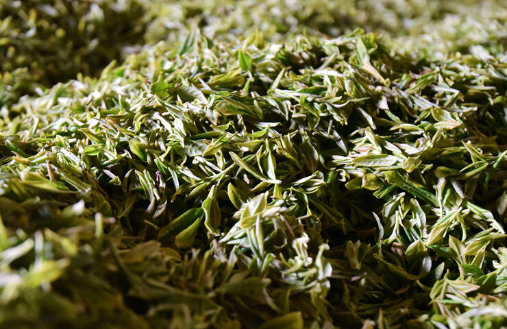 【基层故事】探访高山茶园:东白春芽飘香入鼻