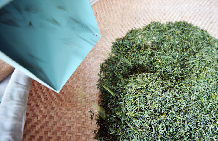 【基层故事】探访高山茶园:东白春芽飘香入鼻