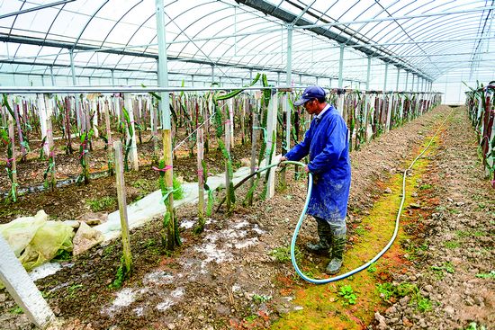 19种热带水果普陀“安家”