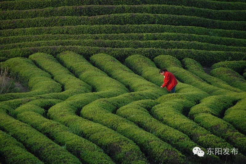 茶香满城关不住,在这人间仙境中,飘出的是哪屡