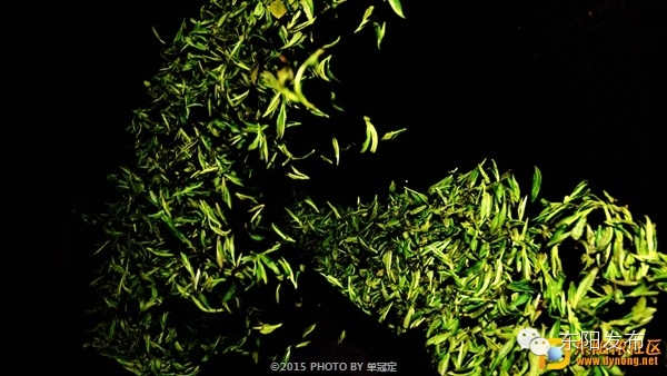 茶香满城关不住,在这人间仙境中,飘出的是哪屡