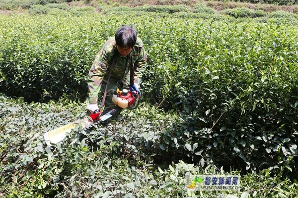 他说"趁这几天天气晴好,把茶树修剪一