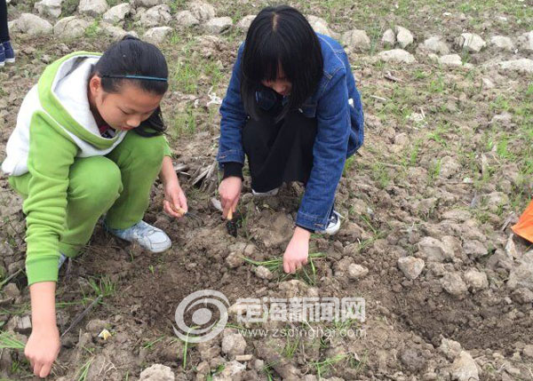 盐仓街道开展种向日葵实践活动