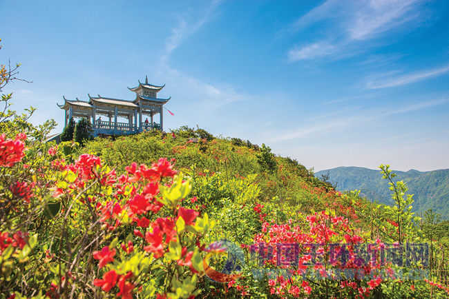 一片片杜鹃花在此盛开,美丽的"映山红"遍布大雷山,市民们可以在周末的