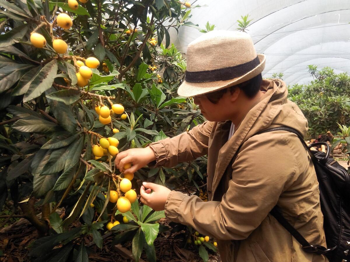 城南:本地大棚枇杷抢鲜上市--温岭新闻网