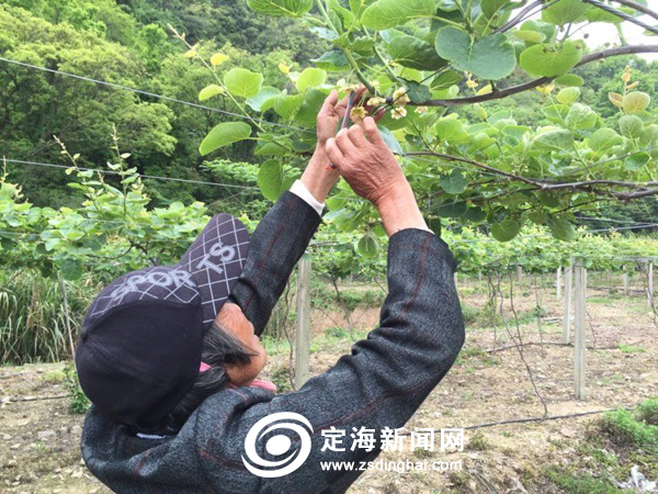 传奇庄园红心猕猴桃进行人工授粉