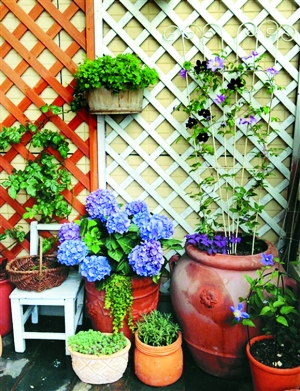 最美阳台’"活动,居民们用花草,将自家的阳台装扮成美丽的花园
