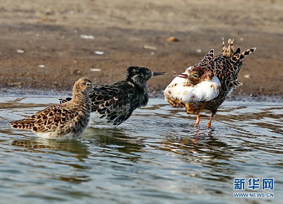 走近湿地观候鸟我要评论