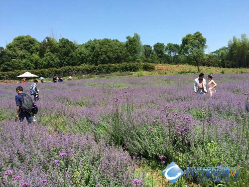 薰衣草婚纱照_薰衣草基地婚纱照