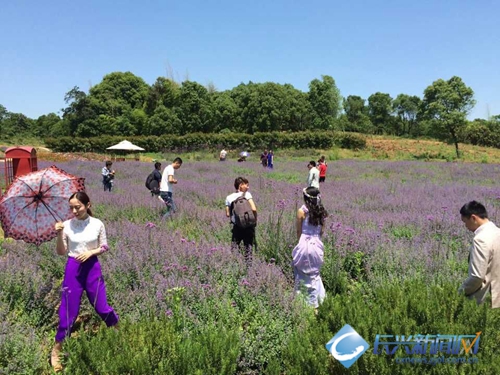 薰衣草婚纱照_薰衣草基地婚纱照(2)