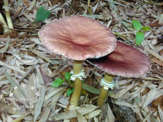 崇仁高湖头村:烂稻草上种植大球盖菇