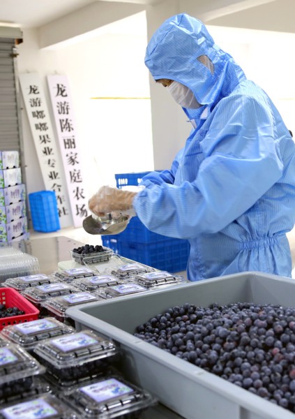 领着老小孩采蓝莓--龙游新闻网