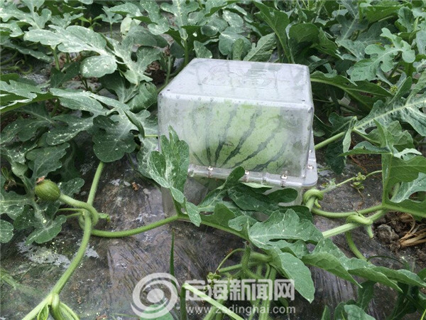 稀奇!白泉一农场种出方形西瓜