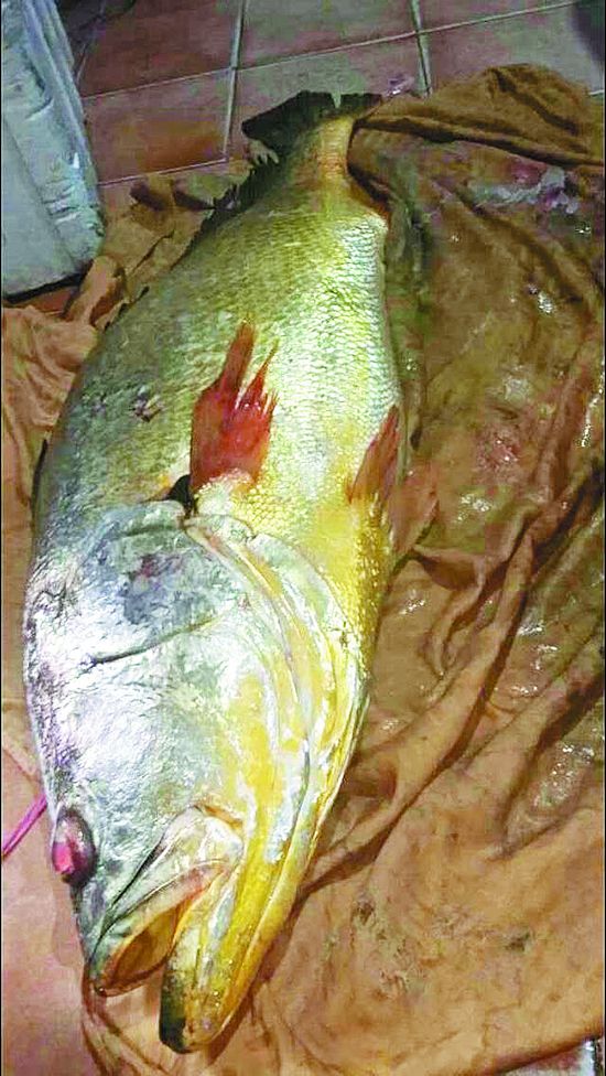 һ���������ߵ���һ��109���صĻƴ�