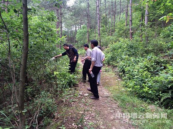 科学培育森林资源 让青山变金山--缙云新闻网