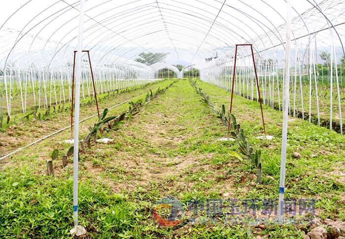 食用仙人掌在我县大面积种植--玉环新闻网