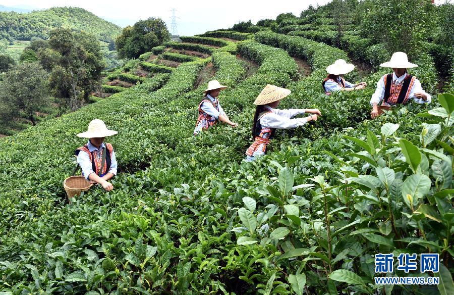 峨山万亩高原夏茶开采